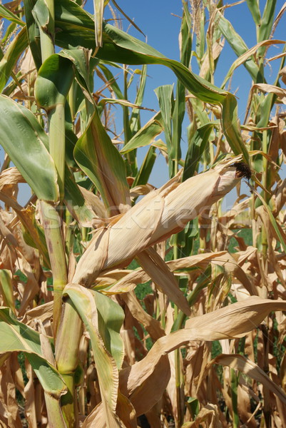 [[stock_photo]]: Maïs · domaine · fin · été · alimentaire · plantes