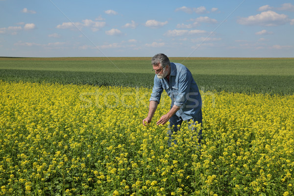 Farmer examining blossoming rapeseed field in spring Stock photo © simazoran