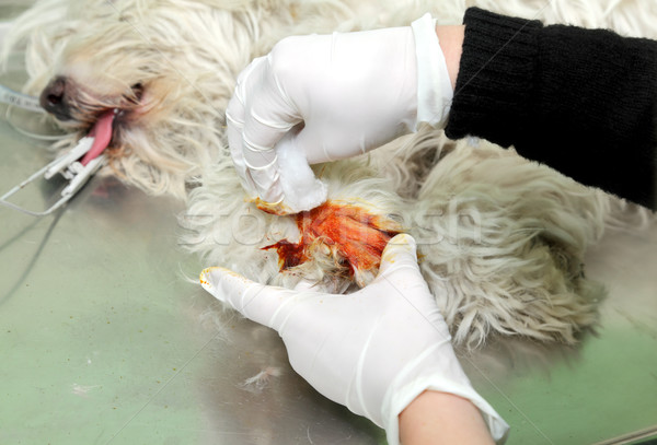 獣医 犬 脚 獣医 手術 健康 ストックフォト © simazoran