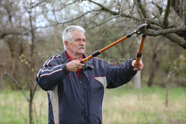 Agriculture, pruning in orchard, senior man working Stock photo © simazoran