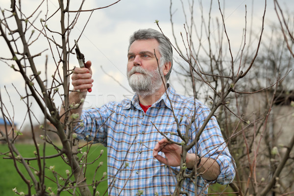 Worker pruning tree in orchard, agriculture Stock photo © simazoran