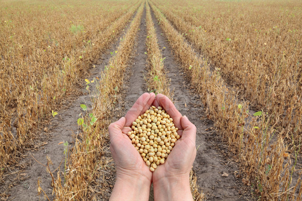 Soy bean concept, hands with soy bean crop and field Stock photo © simazoran