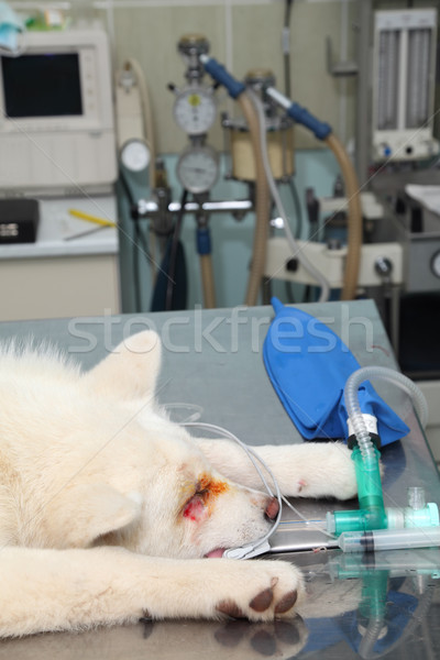 Veterinär- Tier Chirurgie Hund Anästhesie Atmen Stock foto © simazoran