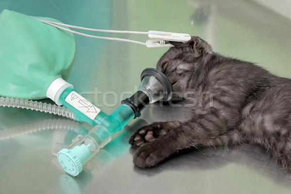 獣医 猫 手術 動物 麻酔 呼吸 ストックフォト © simazoran