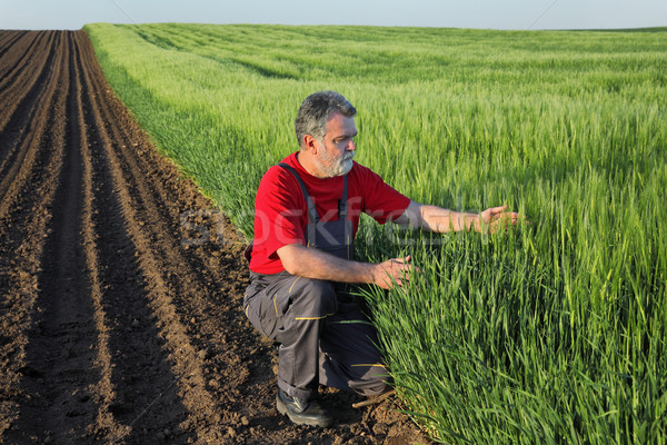Agriculture, farmer examine wheat field Stock photo © simazoran