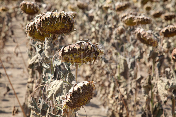 Klimawandel natürlichen Katastrophe Trockenheit Sonnenblumen Bereich Stock foto © simazoran