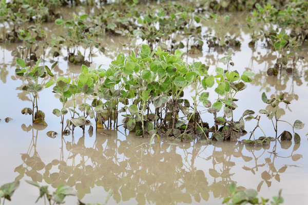 Agriculture, flooded soy plant Stock photo © simazoran