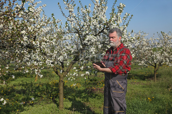 Farmer or agronomist in blossoming plum orchard Stock photo © simazoran