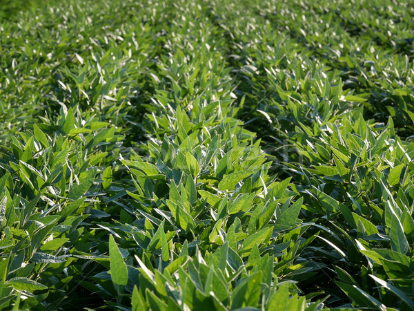 Green cultivated soybean field in late spring Stock photo © simazoran