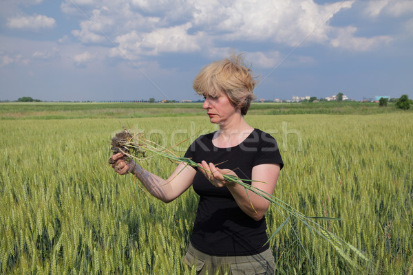 Agronomia kobiet rolniczy ekspert jakości pszenicy Zdjęcia stock © simazoran