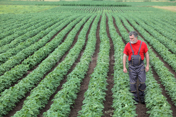 Farmer or agronomist walking in soybean field and examine plant Stock photo © simazoran