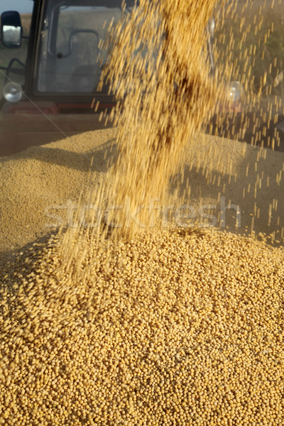 Soy bean harvest Stock photo © simazoran