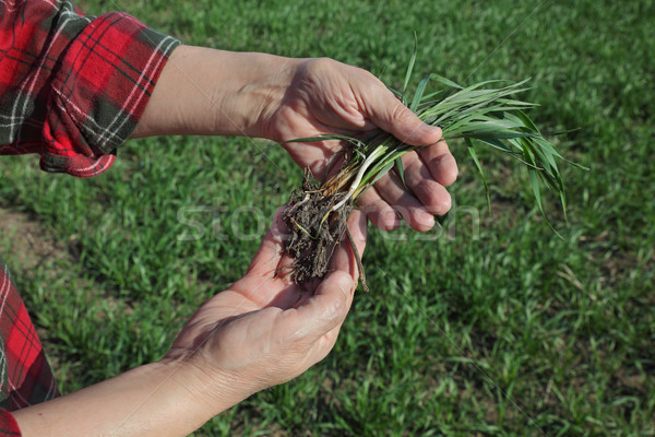 Agriculture, farmer examine wheat plant in field Stock photo © simazoran