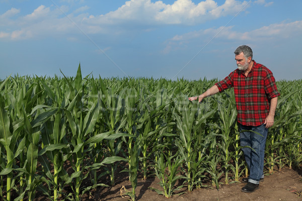 Agricultural scene, farmer in green corn field Stock photo © simazoran