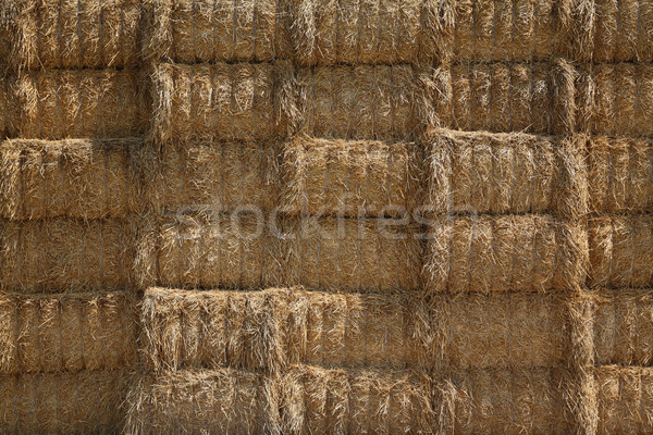 Bale of packed straw after harvest Stock photo © simazoran