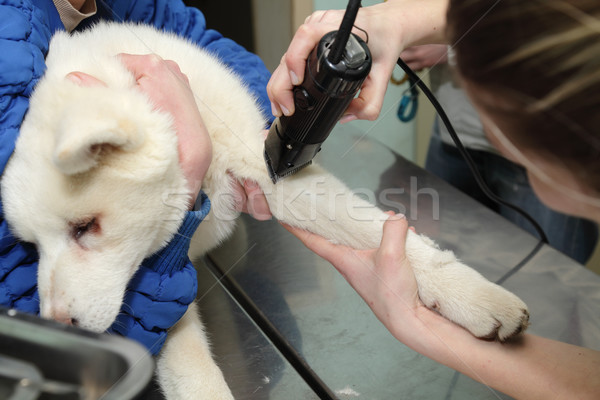Veeartsenijkundig kapsel hond been dierenarts chirurgie Stockfoto © simazoran