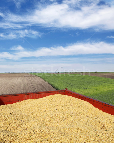 Soybean harvest++ Stock photo © simazoran