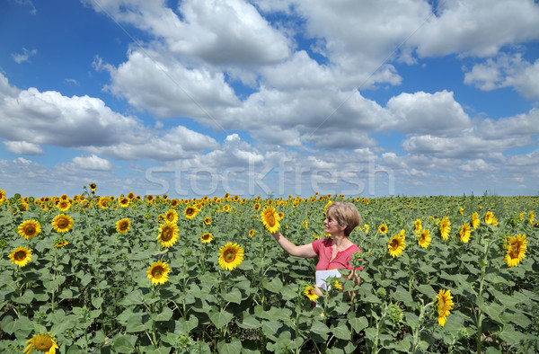 Landwirtschaft Agronomie Landwirtschaft Experte Qualität Sonnenblumen Stock foto © simazoran