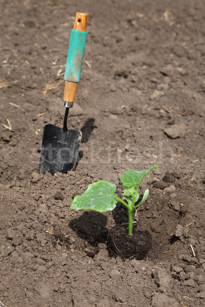 Agriculture, cucumber plant in spring Stock photo © simazoran