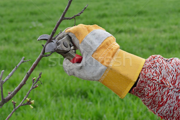 Agriculture, pruning in orchard Stock photo © simazoran