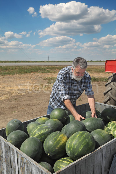 Stockfoto: Landbouwer · watermeloen · verkopen · een · show