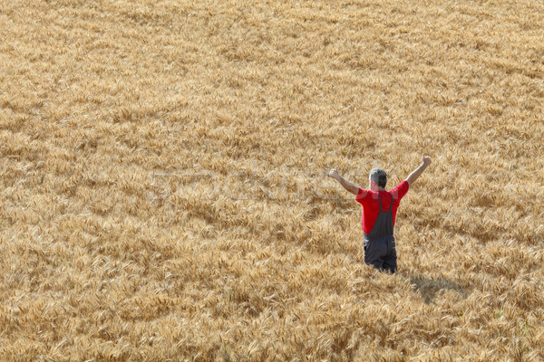 ストックフォト: 農業の · シーン · 幸せ · 農家 · 麦畑 · 農業
