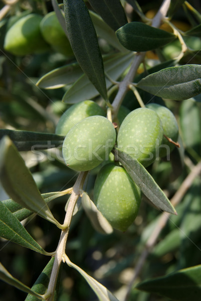 Oliven Olivenöl Zweig spät Sommer Gesundheit Stock foto © simazoran