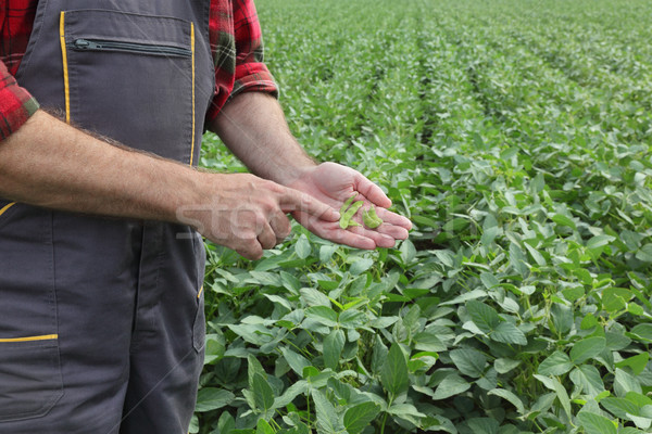 Farmer examining soy bean crop in field Stock photo © simazoran