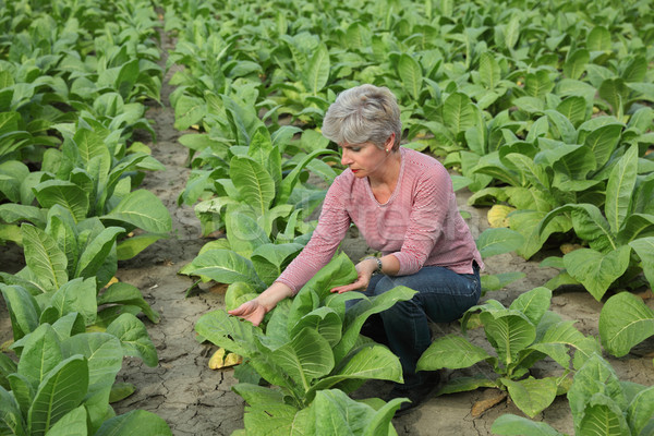 Farmer or agronomist inspect tobacco field Stock photo © simazoran
