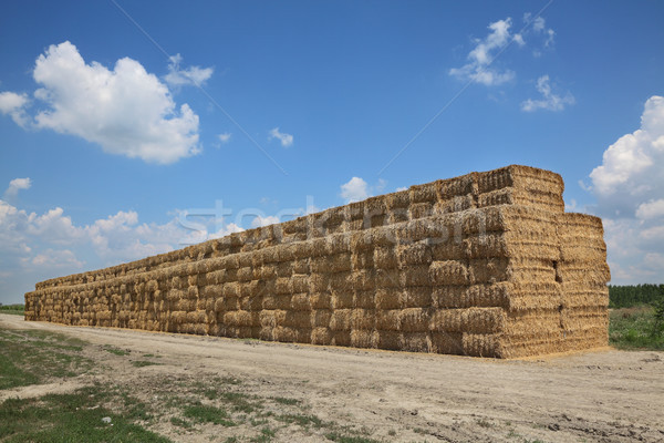 Bale of packed straw in wheat field after harvest Stock photo © simazoran