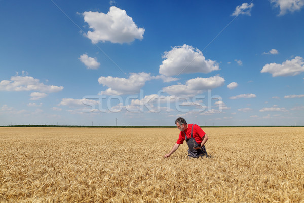 Farmer or agronomist inspect wheat field Stock photo © simazoran