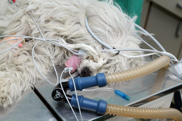 獣医 動物 手術 犬 麻酔 呼吸 ストックフォト © simazoran