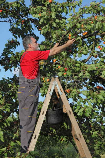 Farmer picking apricot fruit in orchard Stock photo © simazoran
