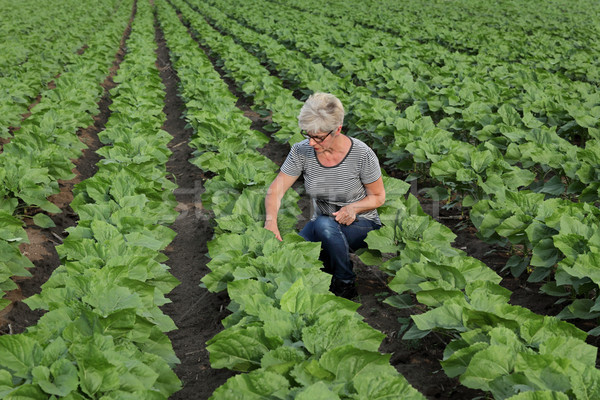 Agricultural scene, farmer inspecting sunflower  field using tab Stock photo © simazoran