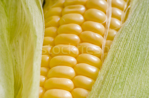 Corn cob Stock photo © simazoran