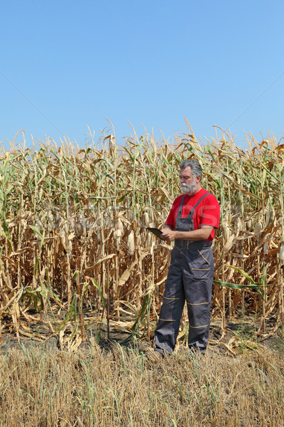 Agricultural scene, farmer or agronomist inspect corn field Stock photo © simazoran
