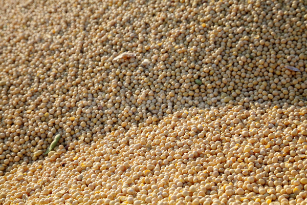 Soybean Stock photo © simazoran