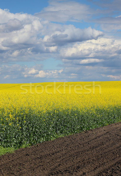 Blooming canola field in spring Stock photo © simazoran