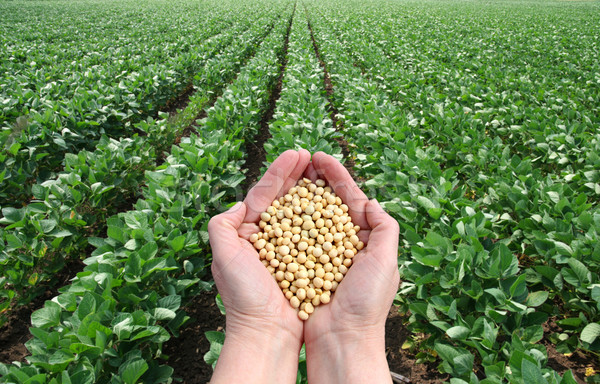 сельскохозяйственный человеческая рука соя области продовольствие Сток-фото © simazoran