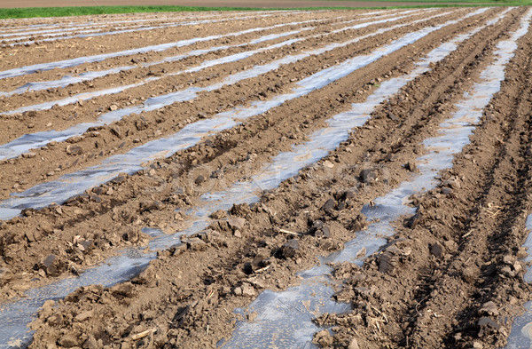 Stock photo: Agriculture