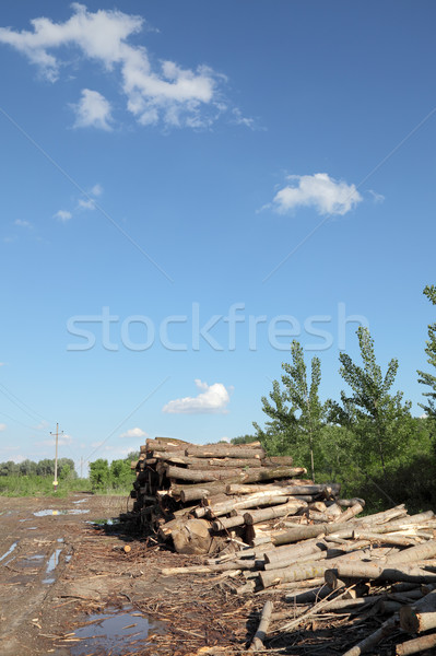 пиломатериалов промышленности куча древесины весны Сток-фото © simazoran