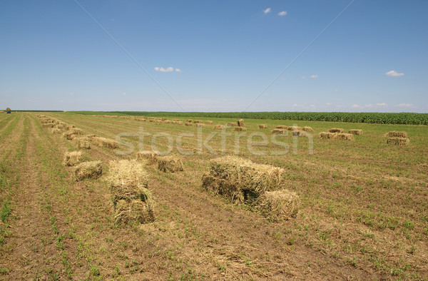 Agriculture Stock photo © simazoran