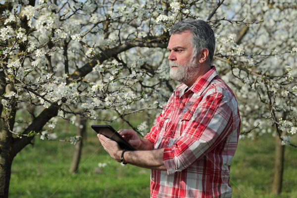 Foto stock: Agricultor · ciruela · árboles