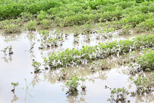 Agriculture naturelles catastrophe soja domaine printemps [[stock_photo]] © simazoran