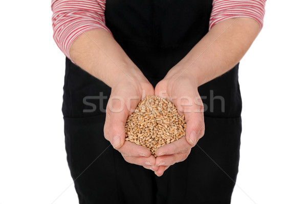 Farmer hold wheat in hands Stock photo © simazoran