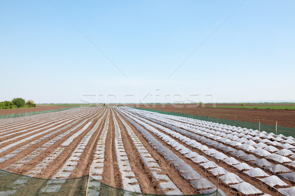 農業 地面 塑料 植物 場 商業照片 © simazoran