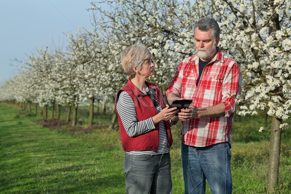 [[stock_photo]]: Agriculteur · floraison · prune · verger · floraison · arbres