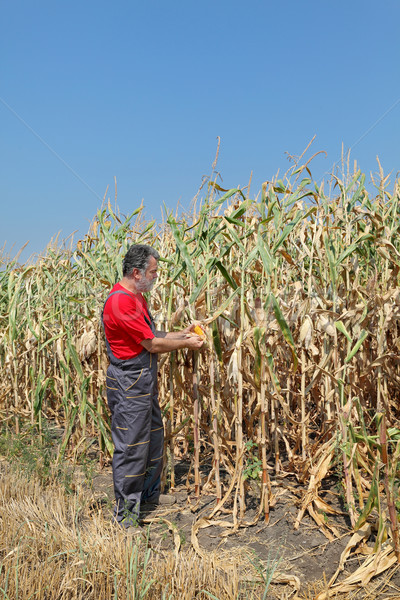 Agricultural scene, farmer or agronomist inspect corn field Stock photo © simazoran