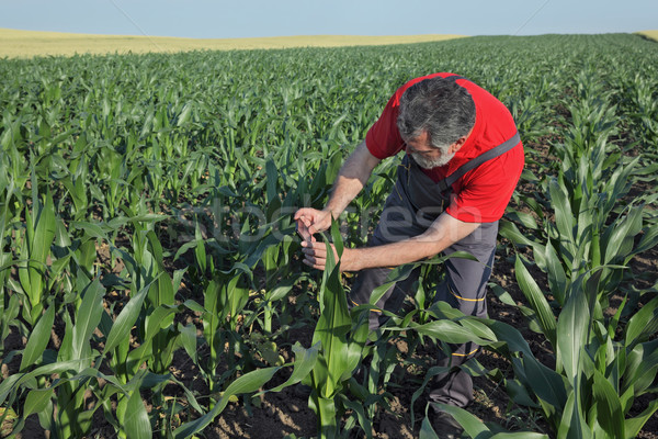 Agricultural scene, farmer in corn field Stock photo © simazoran