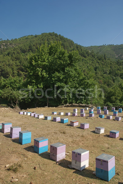 Hives Stock photo © simazoran